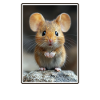Mice Mouse