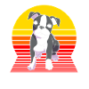 Boston Terrier
