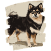 Finnish Lapphund