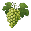 Grapes