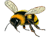 BUMBLEBEES CONTOUR