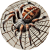 Cross spider