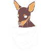 Pinscher nain