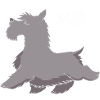Scottish Terrier