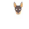 Pinscher nain