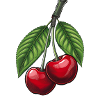 Cherries on a branch