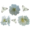 Hollyhocks with butterflies