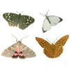 Insects Butterflies