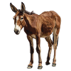Mules Mule