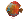 Diskusbuntbarsch Fischhalter