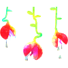 Ravenous plant