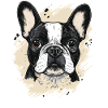 Bulldog Dog Dog