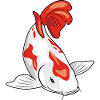Koi fish