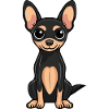 Pinscher Dog Cute