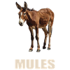Mules Mule