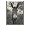 Donkey Esel