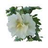 Hollyhock