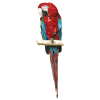 Macaw