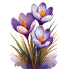 Crocuses