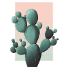 Kaktus