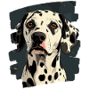 Dalmatian