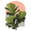 Geigenblatt-Feige