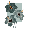 Hibiskus