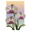 Orchidee