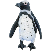 Jackass penguin