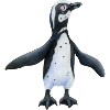 Jackass penguin