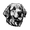 Golden Retriever Dog Head