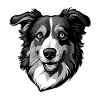 Border Collie Dog Head