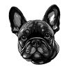 French Bulldog Dog Head
