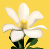 An Impressive White Flower