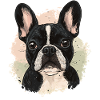 Bulldog Dog