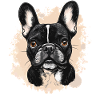 Bouledogue