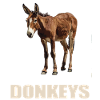 Donkey Esel
