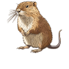 Muskrats Muskrat