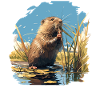 Muskrats Muskrat