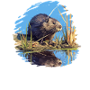 Muskrats Muskrat