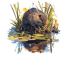 Muskrats Muskrat