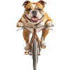 Englische Bulldogge