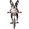 Boston Terrier