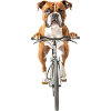 Boxer