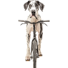 Deutsche Dogge