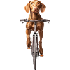 Vizsla