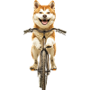 Akita