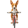 Basenji