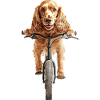 Cocker Spaniel