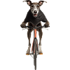 Windhund